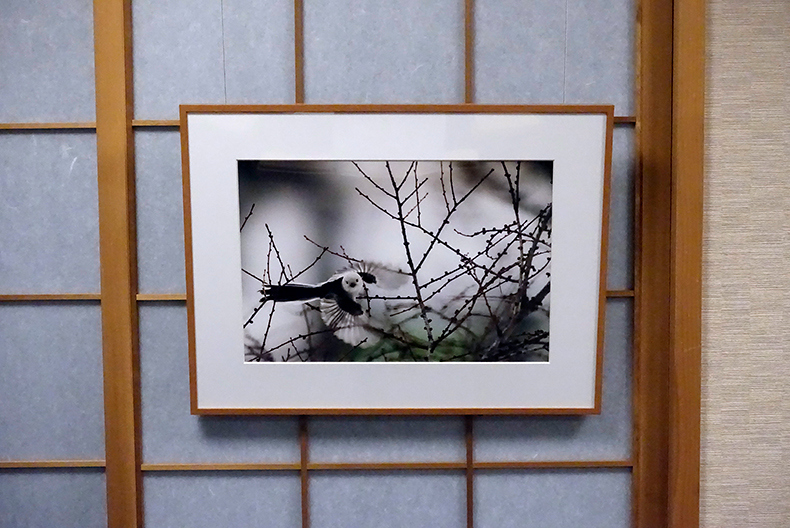 シマエナガの写真作品