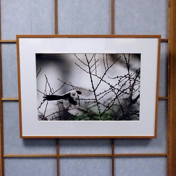 シマエナガの写真作品